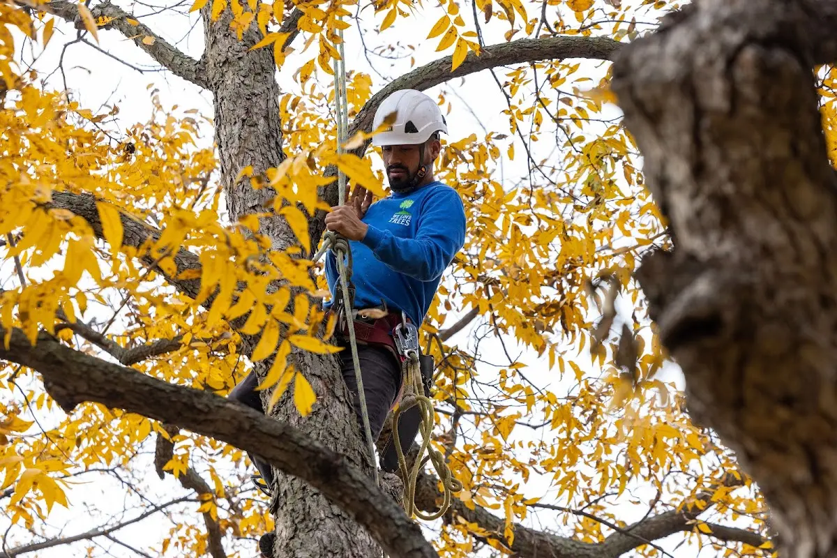Skilled Tree Transplanting crew working in Mound